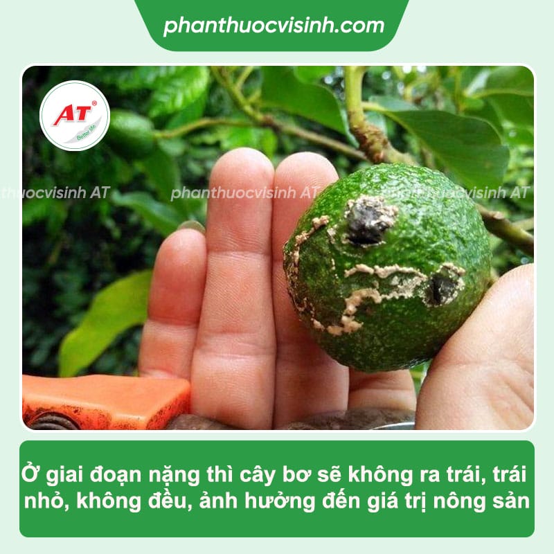 Bệnh trên cây bơ thường gặp và cách phòng trừ tận gốc