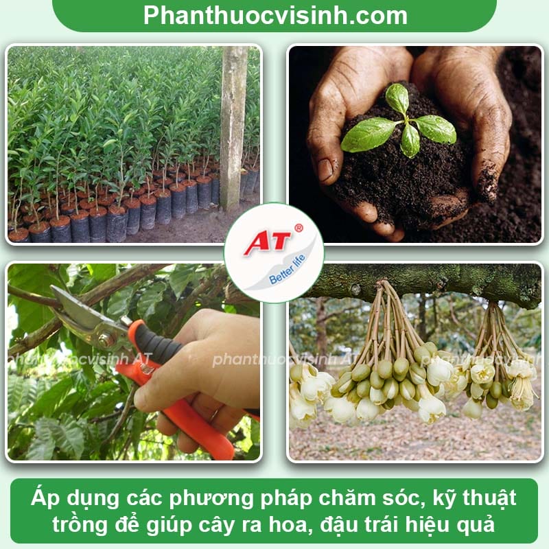 Cây ra hoa nhưng không đậu trái nguyên nhân do đâu