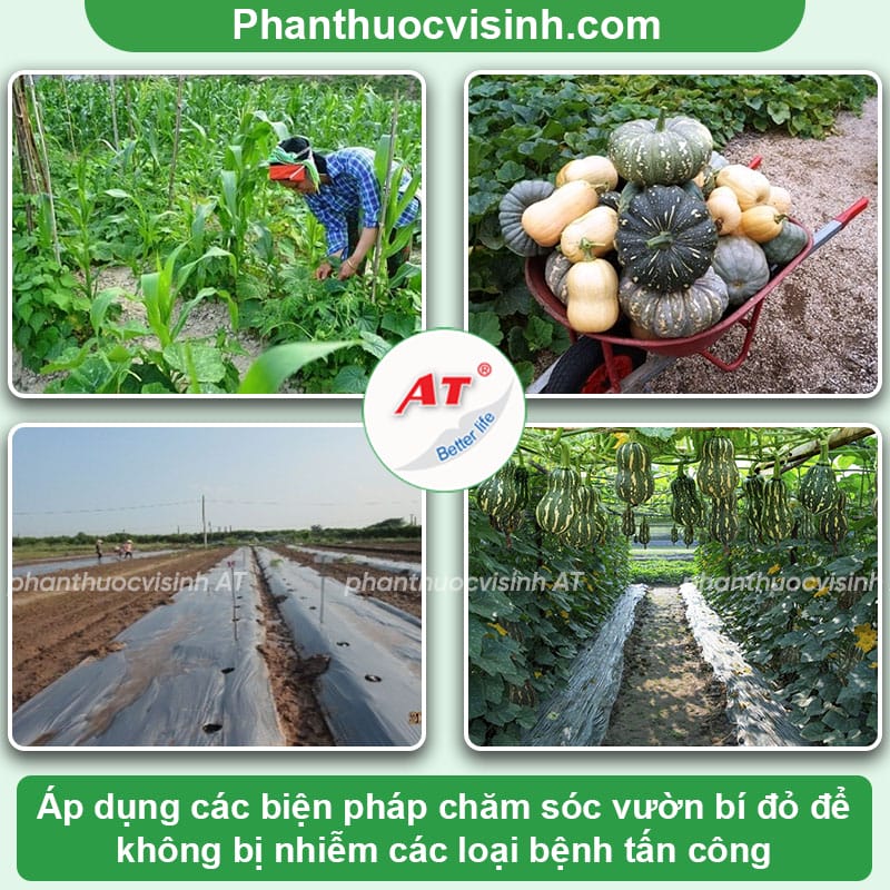 Các loại bệnh thường gặp ở cây bí đỏ và cách điều trị cụ thể