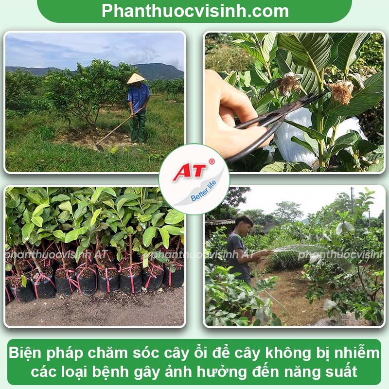 Top 6 loại bệnh trên cây ổi thường gặp và cách điều trị