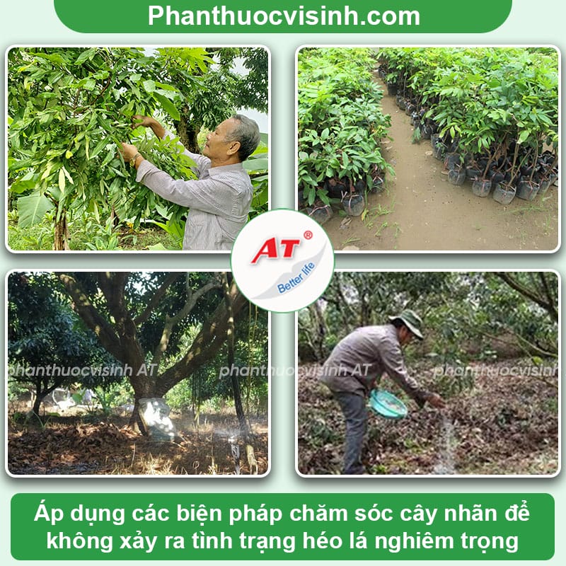 Nguyên nhân cây nhãn bị héo lá và biện pháp phòng trừ