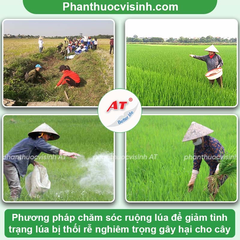 Nguyên nhân lúa bị thối rễ và cách ngăn ngừa hiệu quả