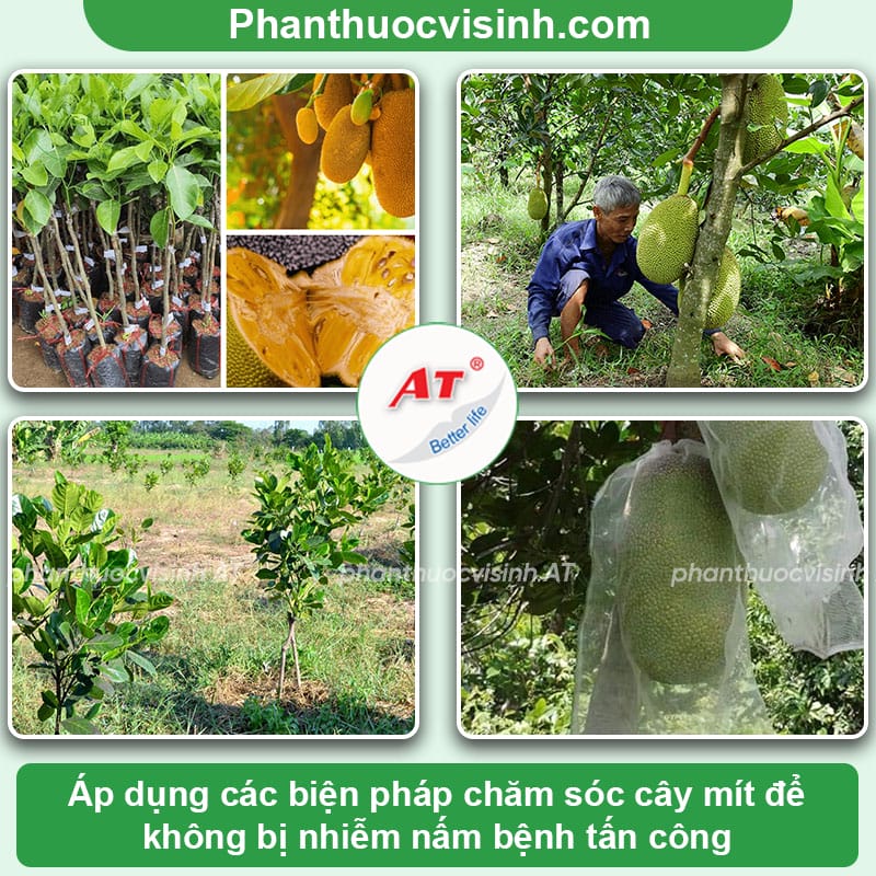 Hậu quả của quả mít bị nấm và cách phòng trừ hiệu quả