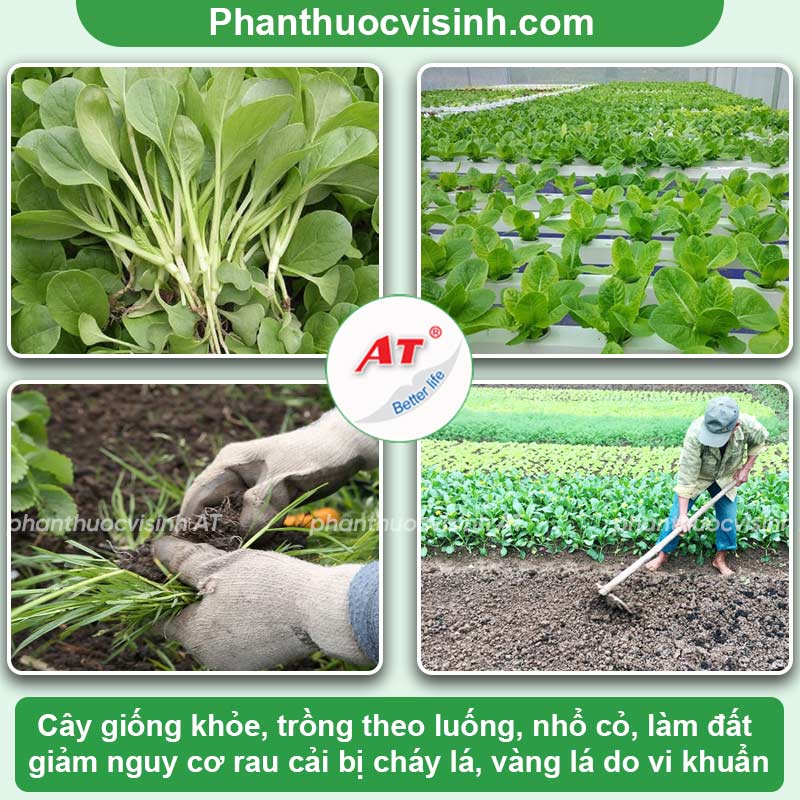 Bệnh cháy lá trên rau cải do đâu & Cách khắc phục hiệu quả