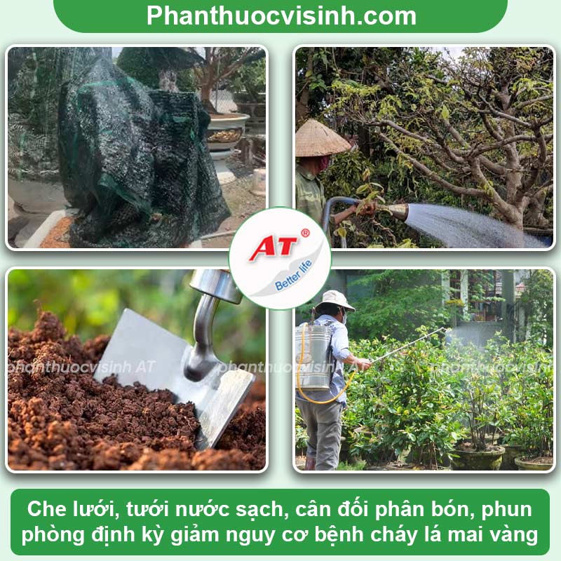 Bệnh cháy lá trên cây mai vàng: Nguyên nhân & Cách khắc phục