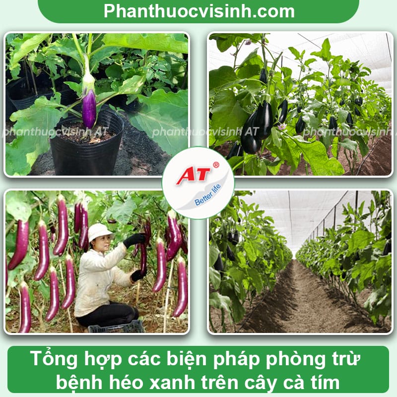 Dấu hiệu của bệnh héo xanh trên cây cà tím & Cách phòng trị