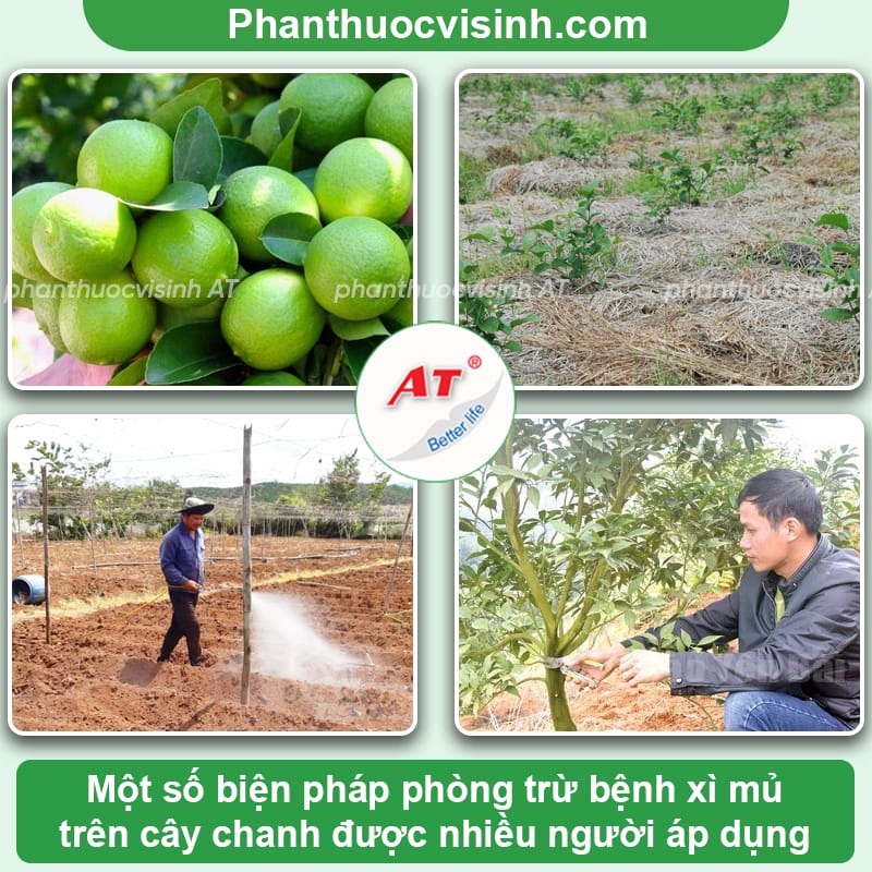 Bệnh xì mủ trên cây chanh: Phòng trị hiệu quả, an toàn