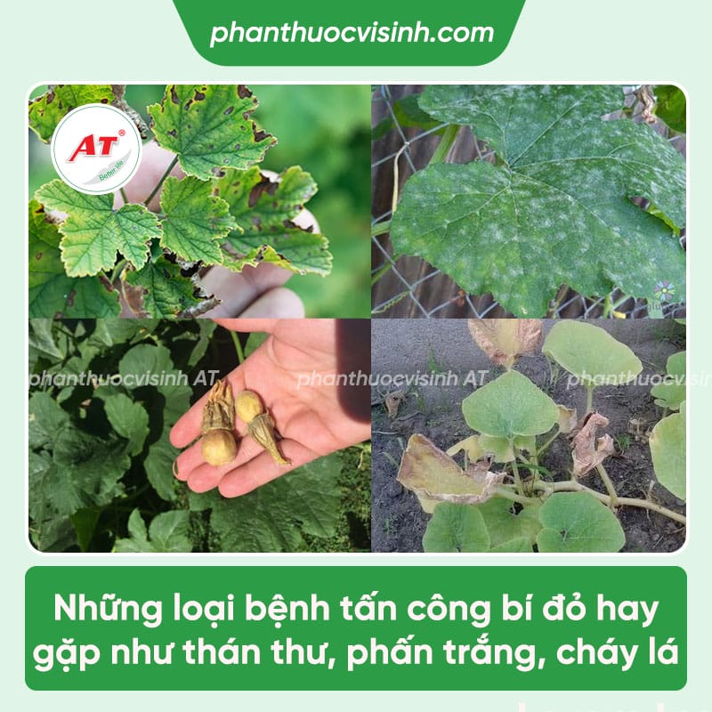 Các loại bệnh thường gặp ở cây bí đỏ và cách điều trị cụ thể