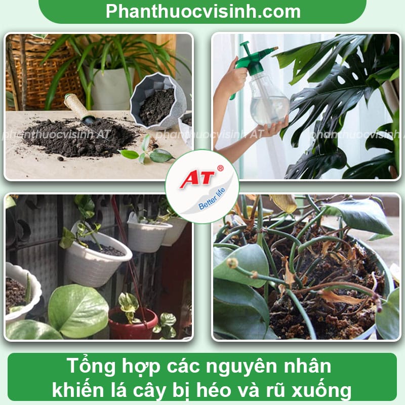 Lá cây bị rũ xuống do nguyên nhân nào & Cách xử lý dứt điểm