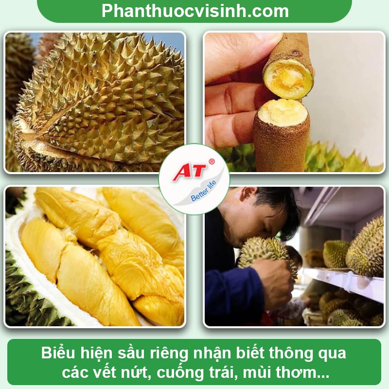 Cách nhận biết sầu riêng chín thơm ngon, cơm dày