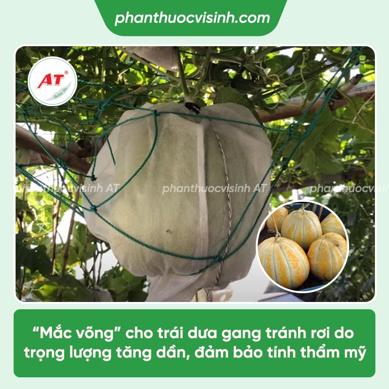 Cách trồng dưa gang (dưa bở) dễ chăm, trái to, sai quả