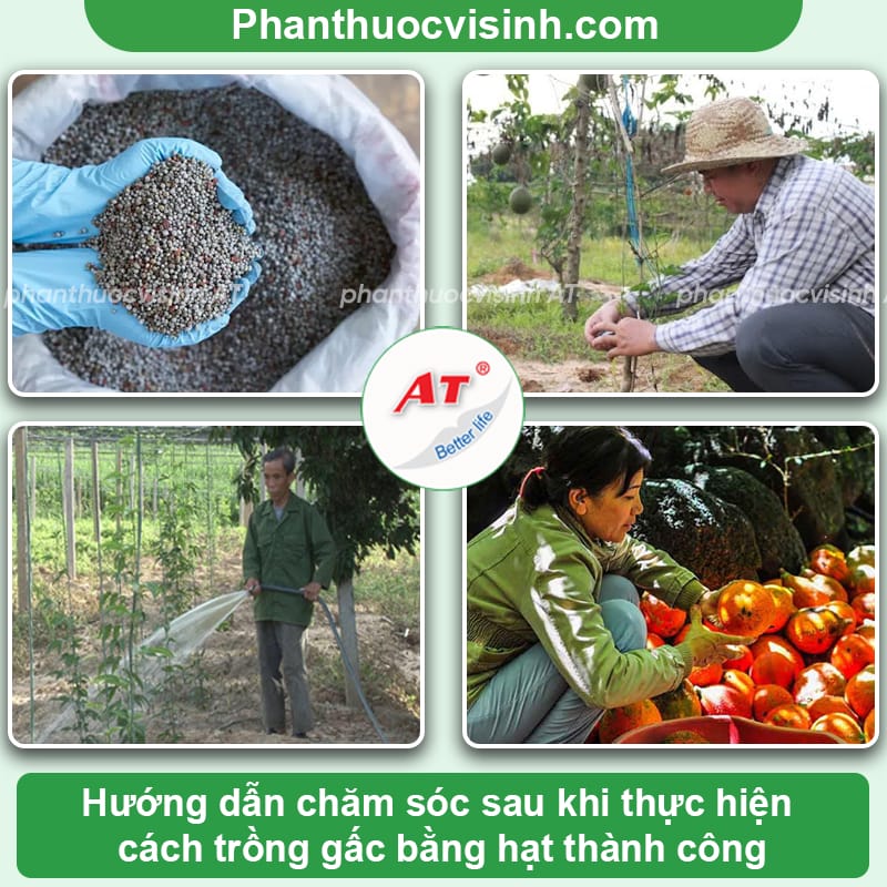 Thực hiện cách trồng gấc bằng hạt đơn giản, năng suất cao