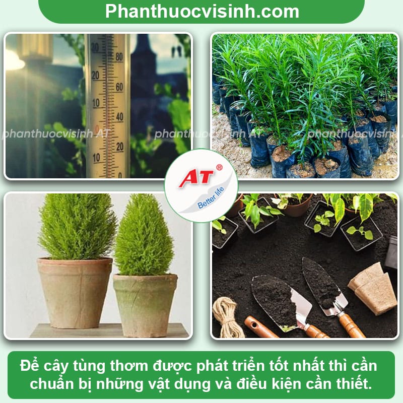 Hướng dẫn cách trồng cây tùng thơm đơn giản, đúng kỹ thuật