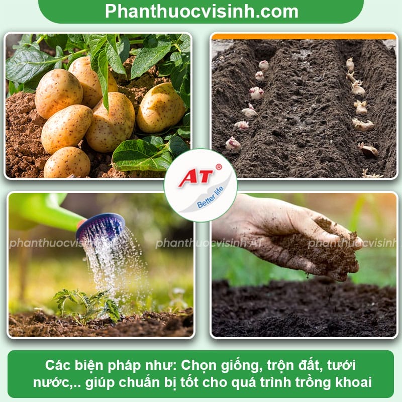 Hướng dẫn cách trồng khoai tây từ củ tại nhà siêu đơn giản