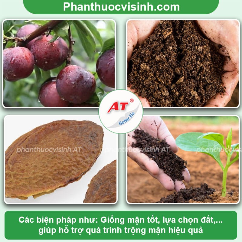 Cách trồng mận bằng hạt tại nhà đơn giản và hiệu quả