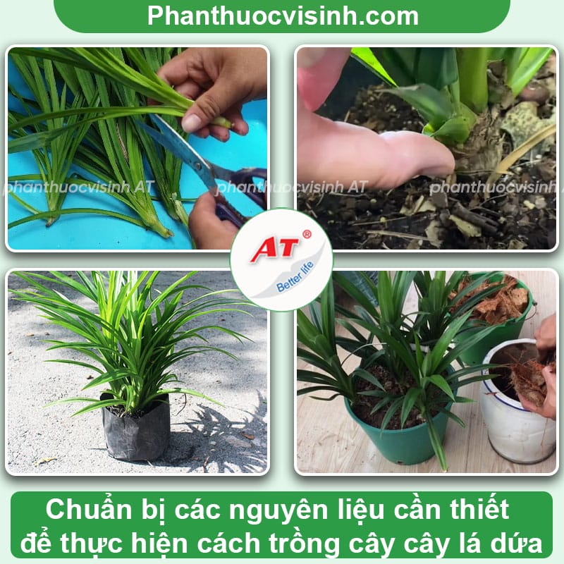 Cách trồng lá dứa ngay tại nhà, lá xanh mướt, ít bị sâu bệnh