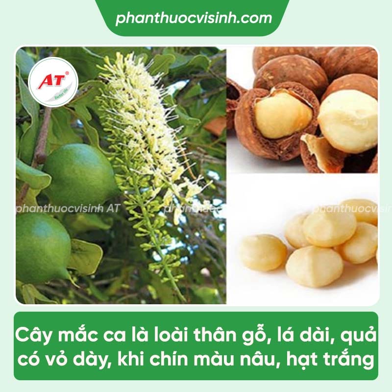 Cách trồng cây mắc ca đạt năng suất cao, mau ra trái, hạt mẩy