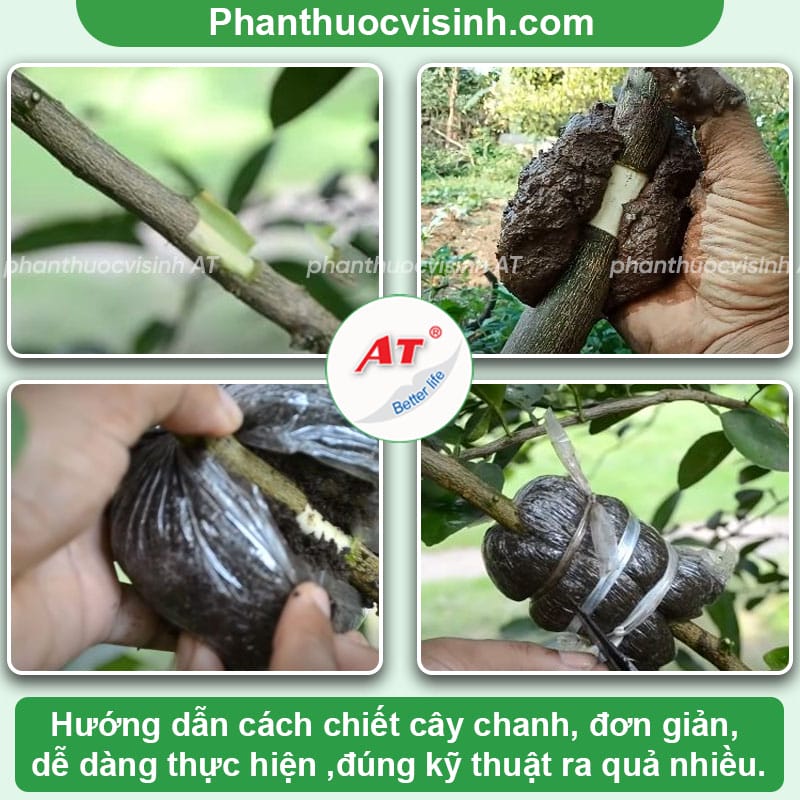 Cách chiết cây chanh đúng kỹ thuật, trái nhiều, ít sâu bệnh