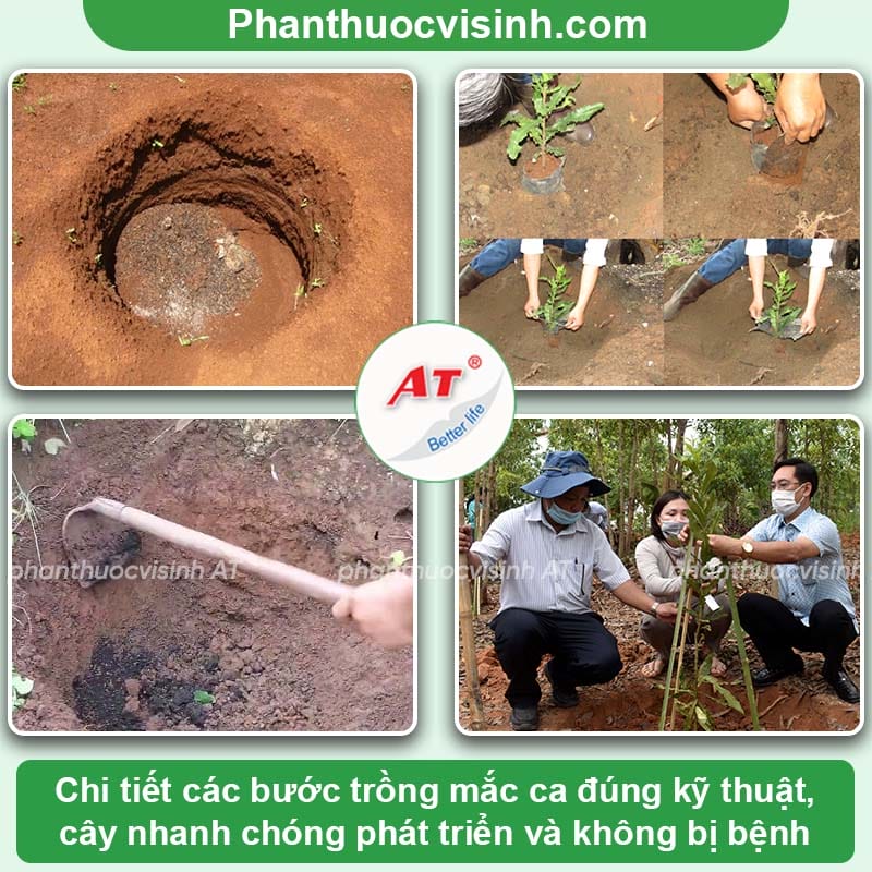 Cách trồng cây mắc ca đạt năng suất cao, mau ra trái, hạt mẩy