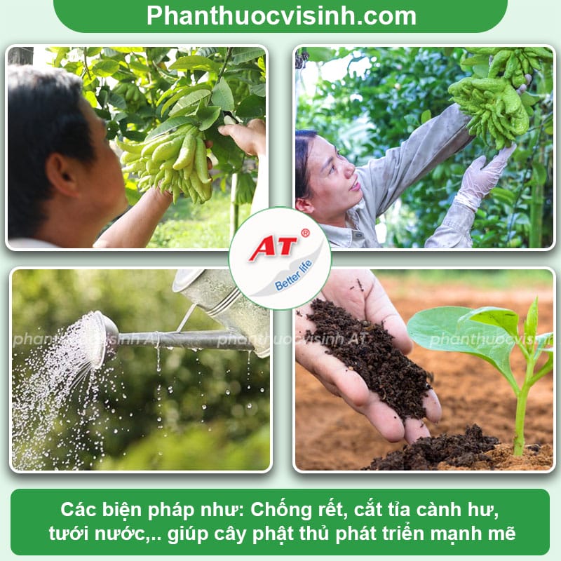 Kỹ thuật thực hiện cách trồng cây phật phủ và chăm sóc