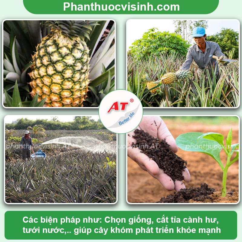 Cách trồng khóm đúng kỹ thuật và phương pháp chăm sóc