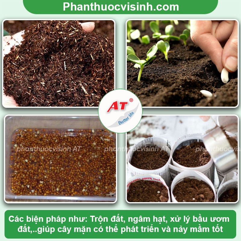 Cách trồng mận bằng hạt tại nhà đơn giản và hiệu quả