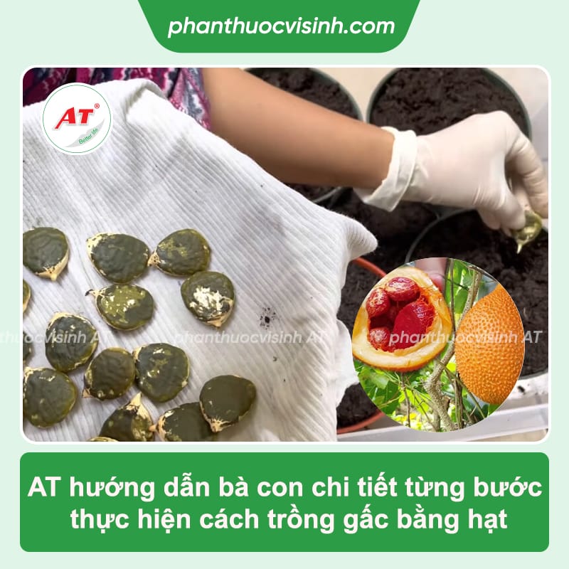 Thực hiện cách trồng gấc bằng hạt đơn giản, năng suất cao