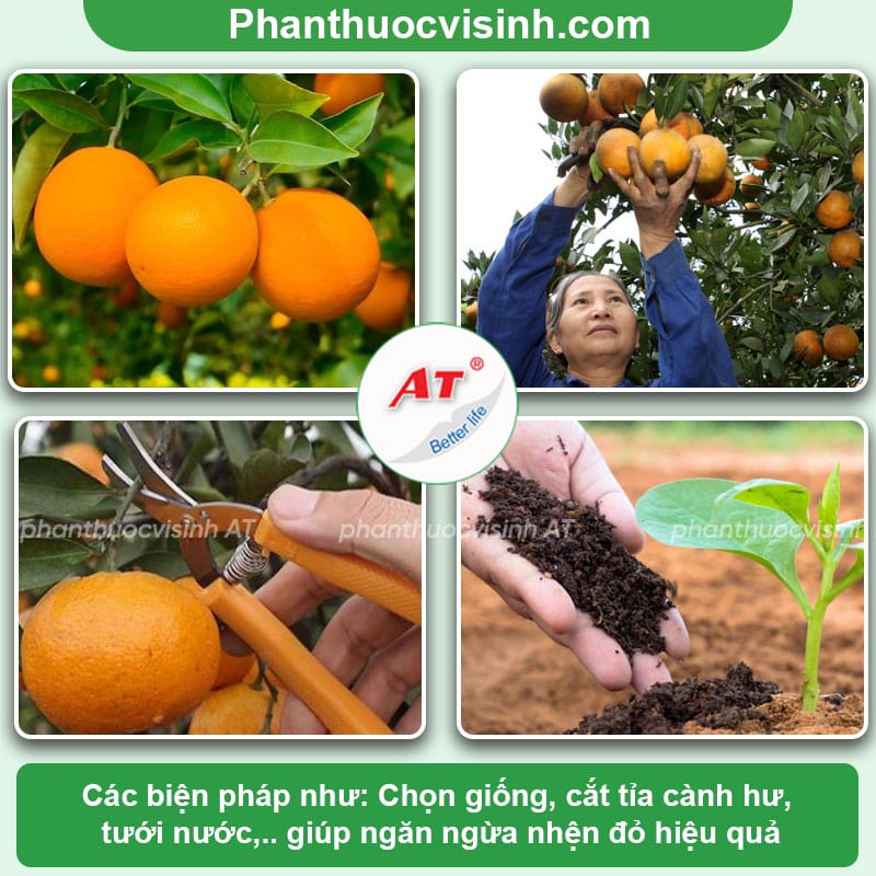 Phòng trừ nhện đỏ hại cam hiệu quả với Mebe Pa