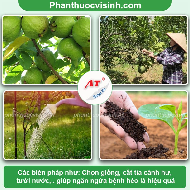 Cây ổi bị héo lá nguyên nhân do đâu? Cách phòng trị hiệu quả