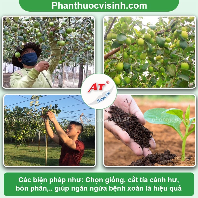 Cây táo bị xoăn lá nguyên nhân do đâu và cách phòng ngừa