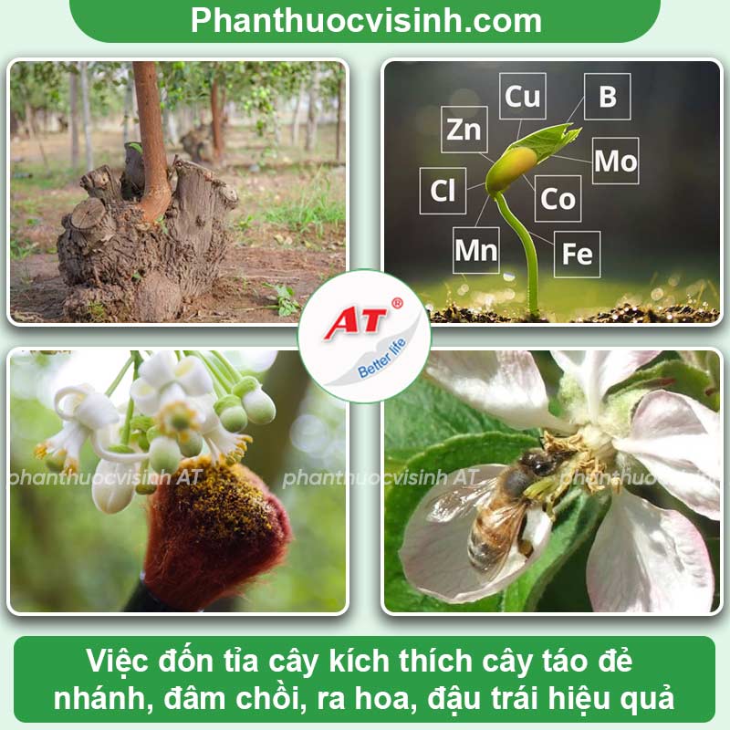 5 lí do khiến cây táo ra hoa nhưng không đậu quả