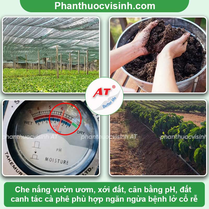 Bệnh lở cổ rễ cà phê do đâu và Cách phòng trừ tận gốc