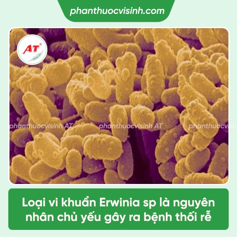 Nguyên nhân lúa bị thối rễ và cách ngăn ngừa hiệu quả