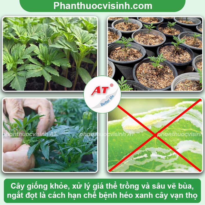 Nhận biết & phòng trừ bệnh héo xanh trên cây vạn thọ