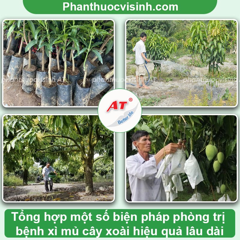 Bệnh xì mủ cây xoài do đâu và cách phòng trừ dứt điểm