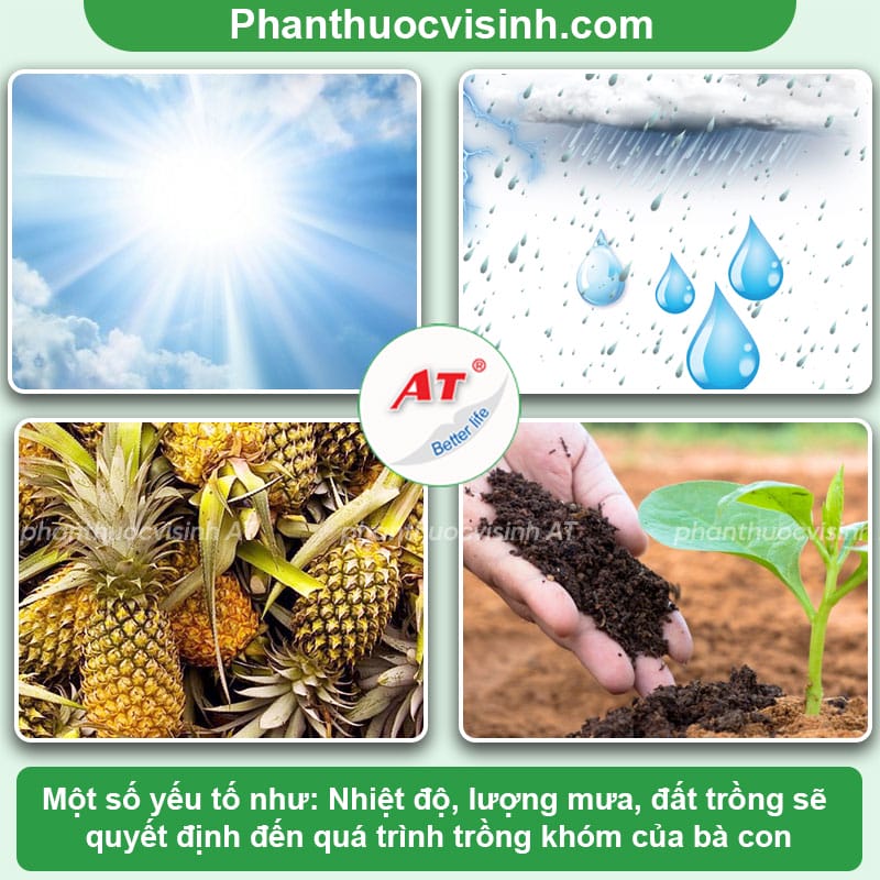 Cách trồng khóm đúng kỹ thuật và phương pháp chăm sóc