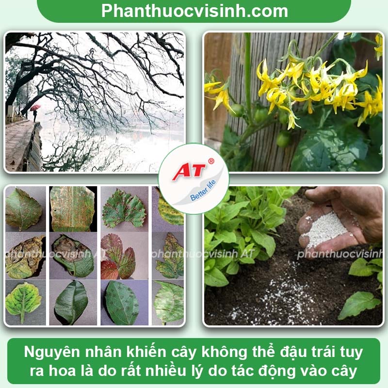 Cây ra hoa nhưng không đậu trái nguyên nhân do đâu