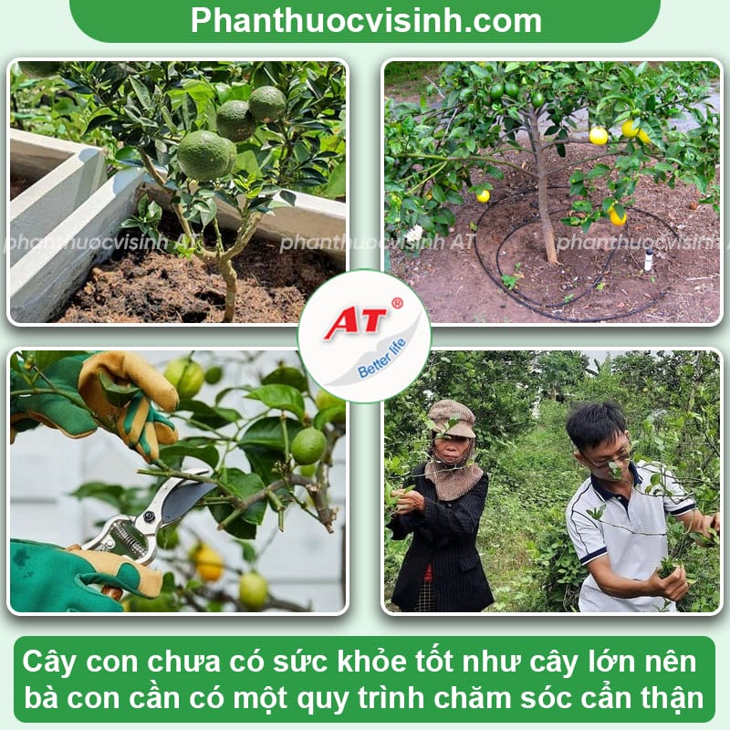 Cách chiết cây chanh đúng kỹ thuật, trái nhiều, ít sâu bệnh