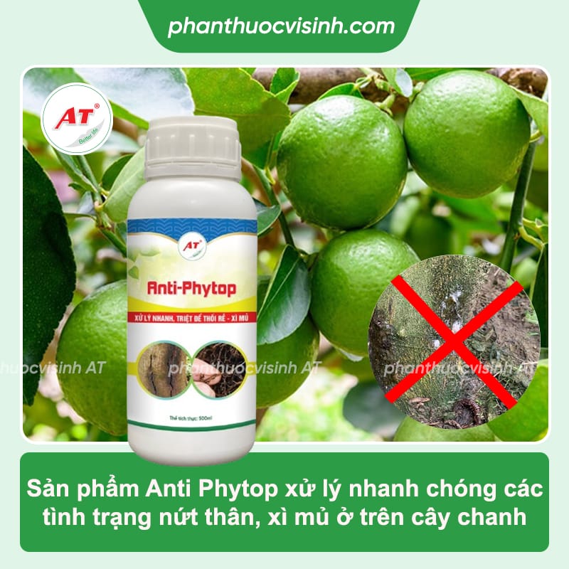 Bệnh xì mủ trên cây chanh: Phòng trị hiệu quả, an toàn