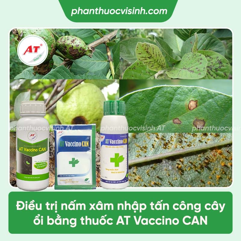 Top 6 loại bệnh trên cây ổi thường gặp và cách điều trị