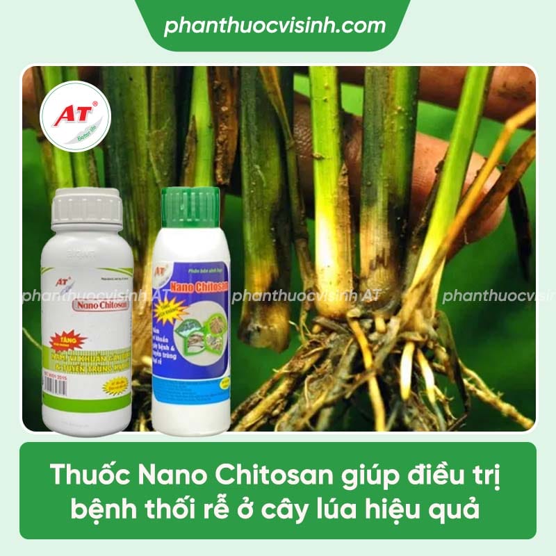 Nguyên nhân lúa bị thối rễ và cách ngăn ngừa hiệu quả