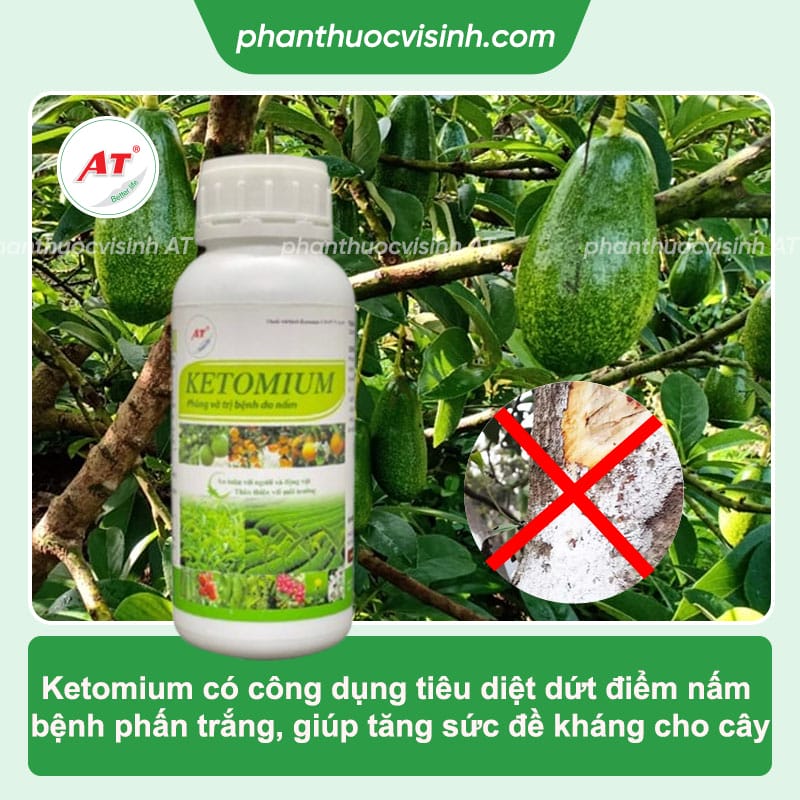 Bệnh trên cây bơ thường gặp và cách phòng trừ tận gốc