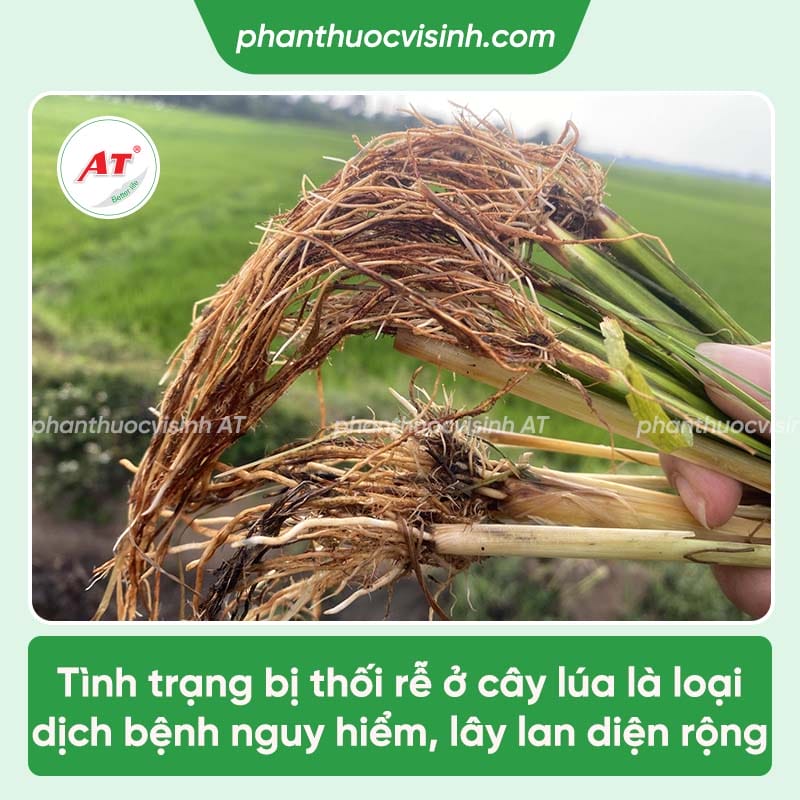 Nguyên nhân lúa bị thối rễ và cách ngăn ngừa hiệu quả