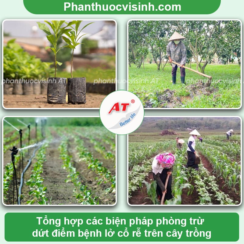 Bệnh lở cổ rễ là gì: Nguyên nhân và Cách phòng trị hiệu quả