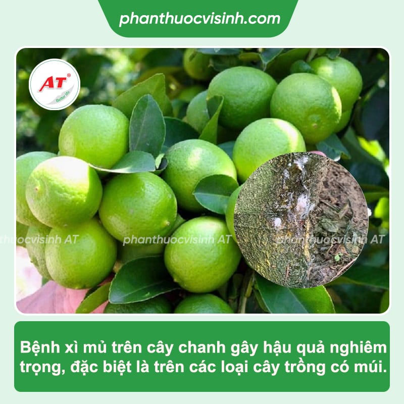 Bệnh xì mủ trên cây chanh: Phòng trị hiệu quả, an toàn