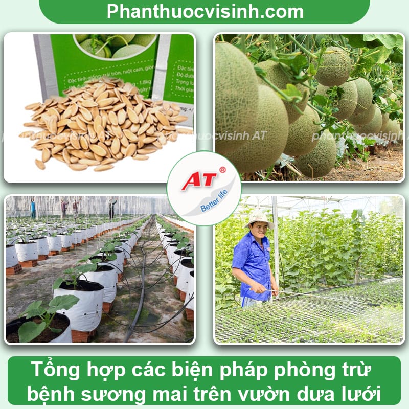 Dấu hiệu của bệnh sương mai trên dưa lưới và Cách phòng trừ