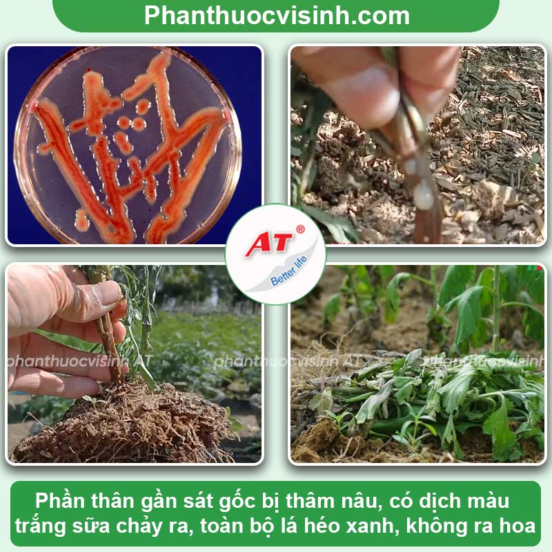 Nhận biết & phòng trừ bệnh héo xanh trên cây vạn thọ