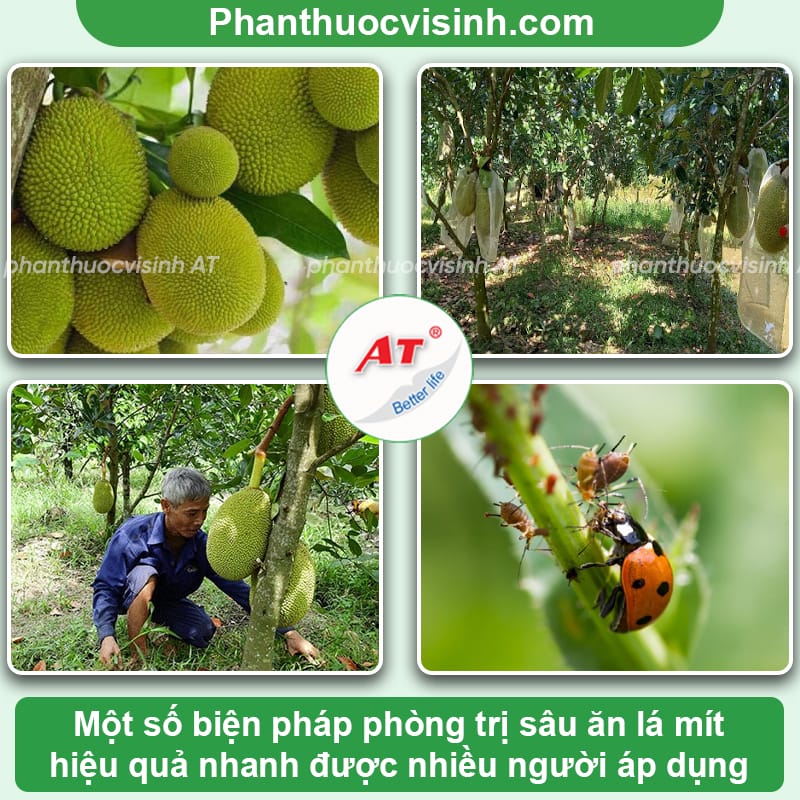 Cách phòng trị sâu ăn lá mít đơn giản, đạt hiệu quả cao