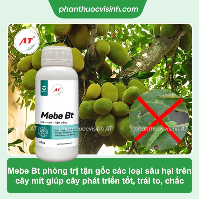 Cách phòng trị sâu ăn lá mít đơn giản, đạt hiệu quả cao