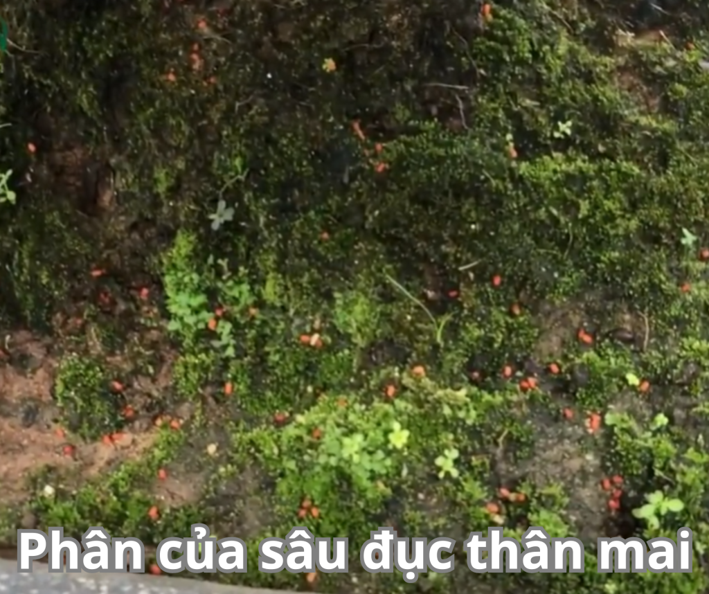 Sau duc than canh tren mai vang 1